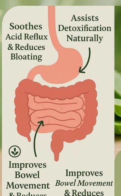 Aloe Vera Juice for Digestion – Best Time and Way to Drink It for Maximum Gut Benefits